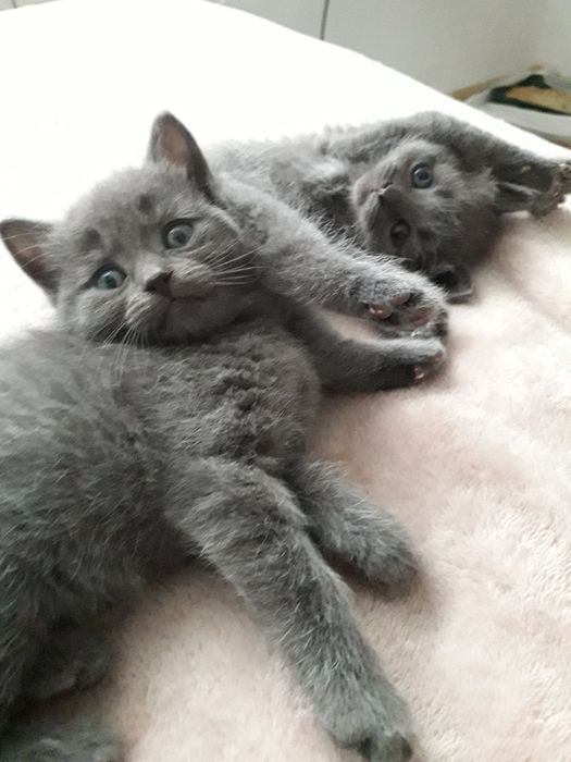 Шотландські кошенята, Scottish fold, Scottish Straight