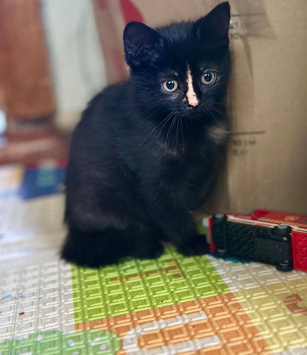 Котята отдам красивый котенок