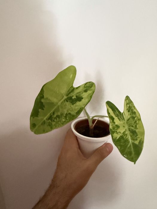 Alocasia Frydek albo variegata
