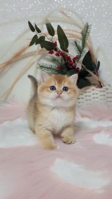 Ляльковий хлопчик золота шиншила 2 місяці