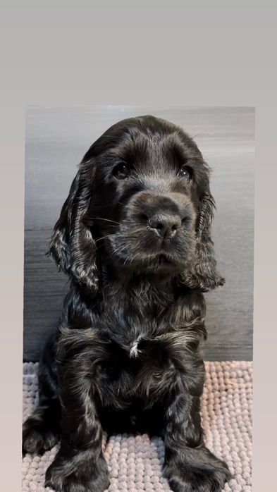 Cocker Spaniel macho 2 meses