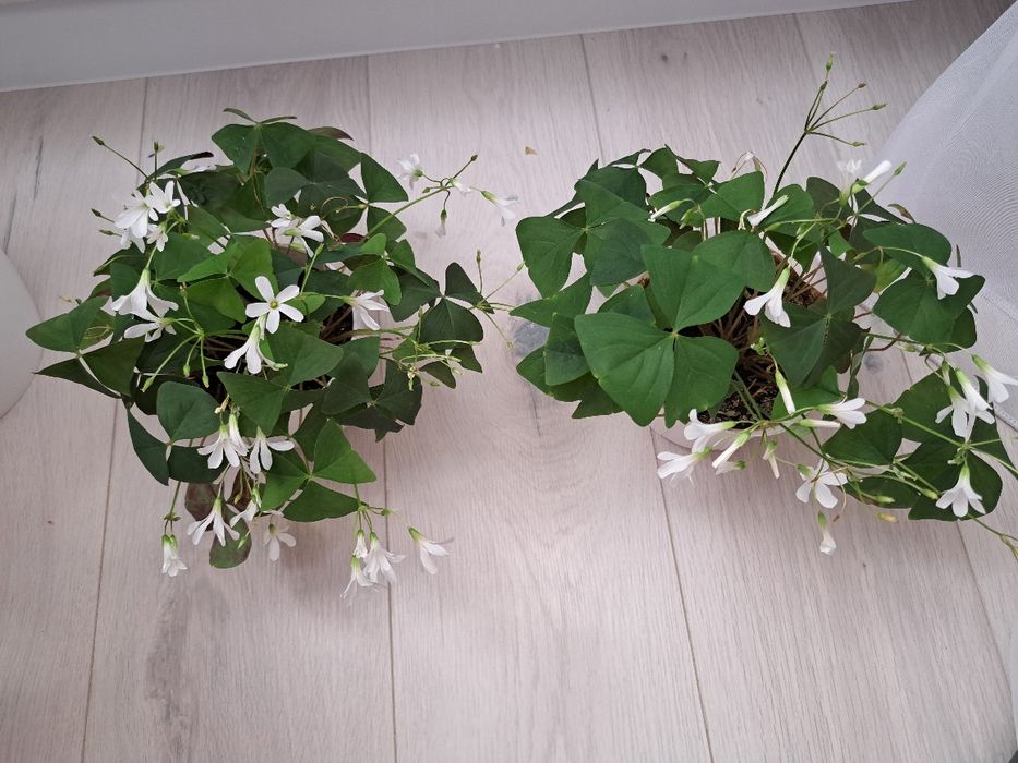 Кислиця оксаліс зелена, фіолетова