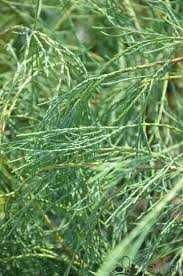 Cyprysik Lawsona DROOPING SOLO 5L