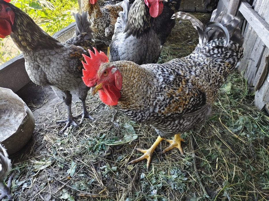 Продам питуха годовалый