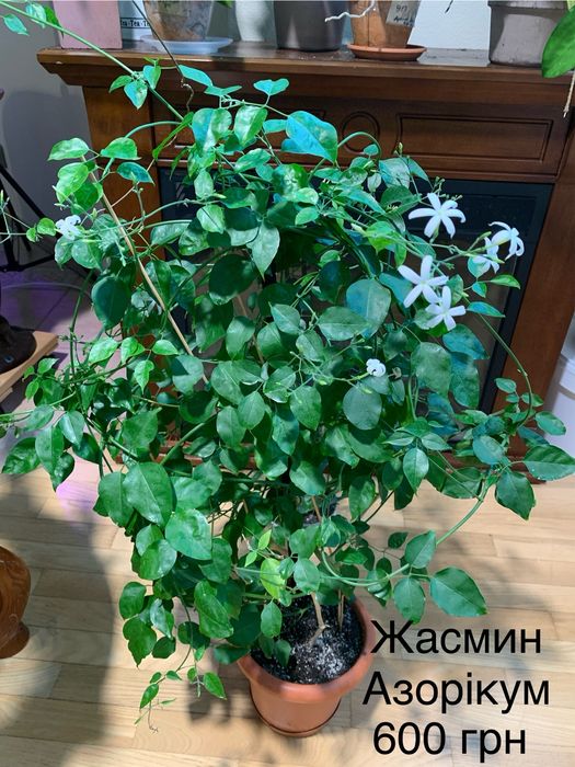 Жасмин Азорікум Asoricum кімнатний дорослий