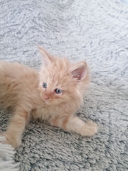 Мейн-кун   котик