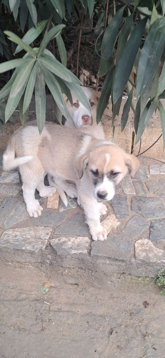 Cachorros cão de gado transmontano puros