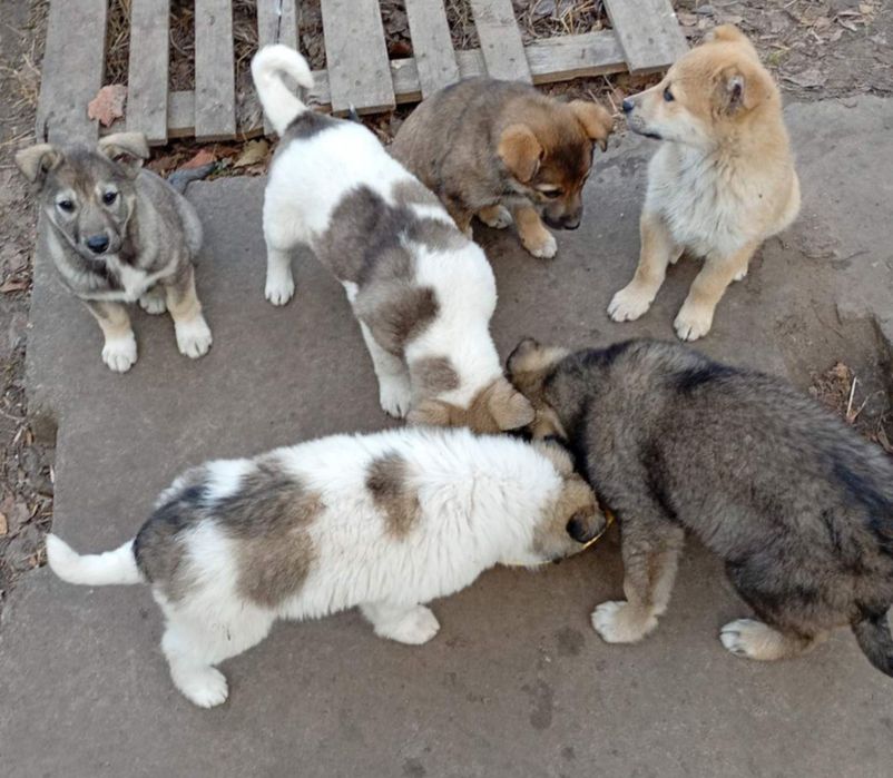 Цуцики в добрі руки