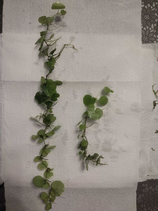 Roślina akwariowa - WĄKROTKA ZWYCZAJNA