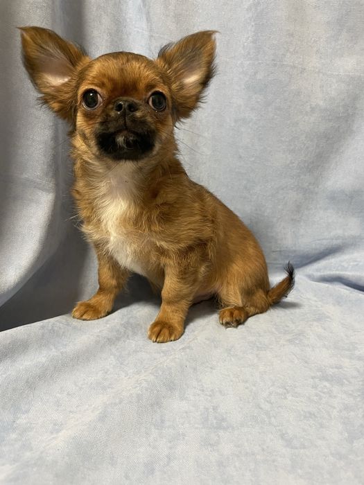 Чихуахуа хлопчик