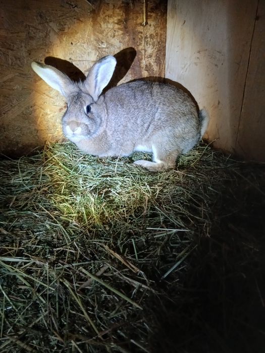 Młode samice do zakocenia