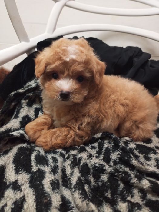 Найкраща дітвора,ексклюзивної масті.