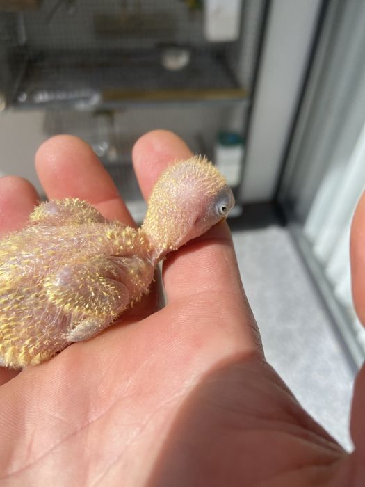 Agarponis personatus