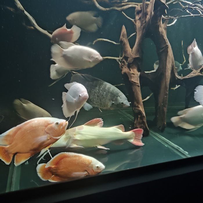 Pielęgnice pawiookie