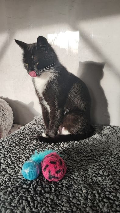 Kotka Krystyna szuka domu