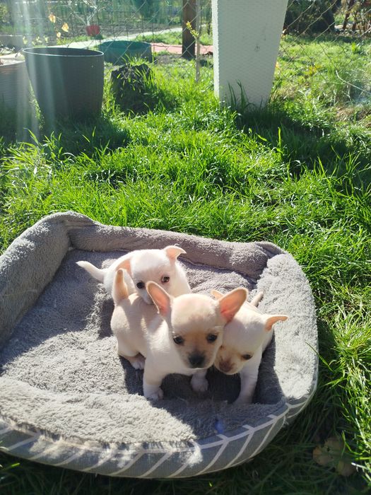 Щенки малюки чихуахуа