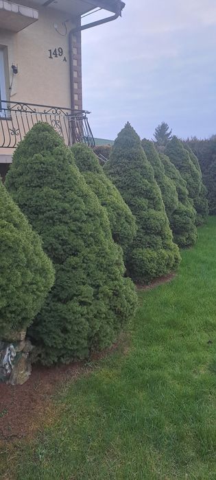 Świerk conica 150-180 cm