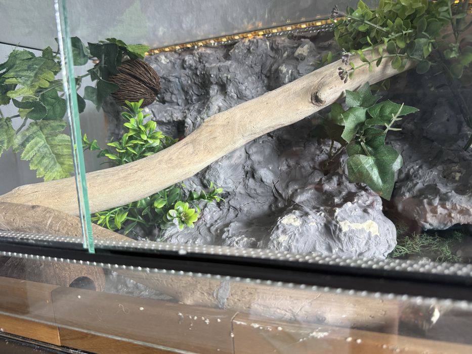 Terrarium dla gekona