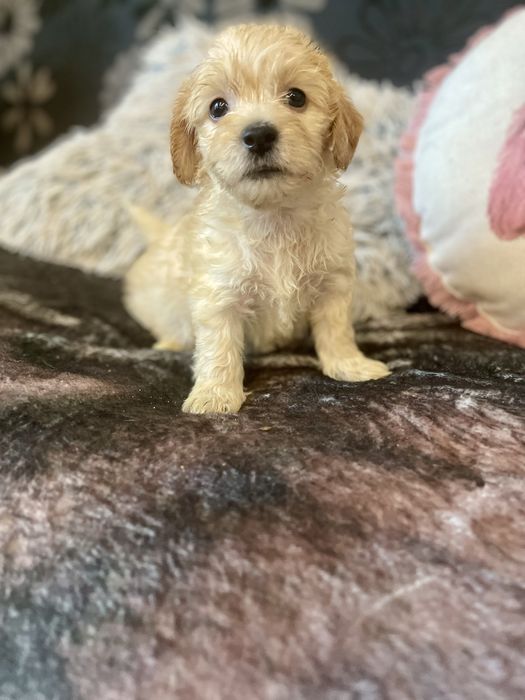 Maltipoo samczyk maltańczyk pudel