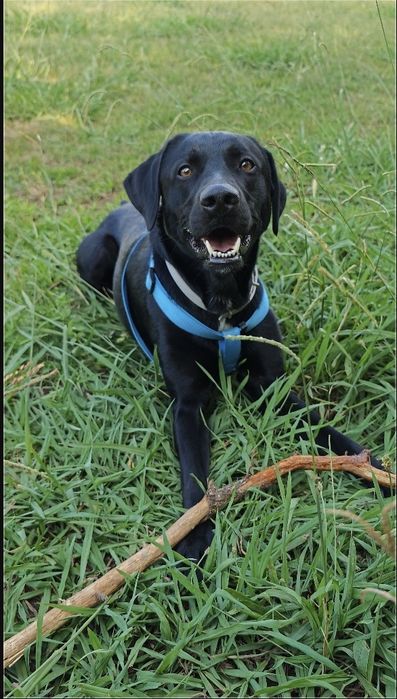 Kiko - Cão Perfeito para Adoção. Raçado de labrador