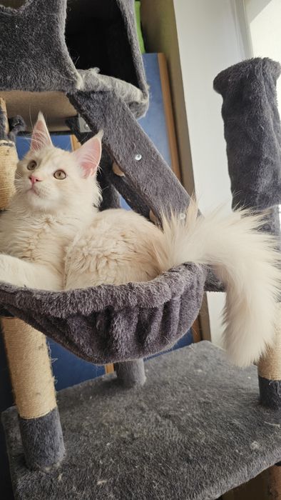 Мейн-кун,  котёнок мальчик