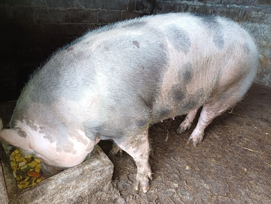 Porca pietran caseira