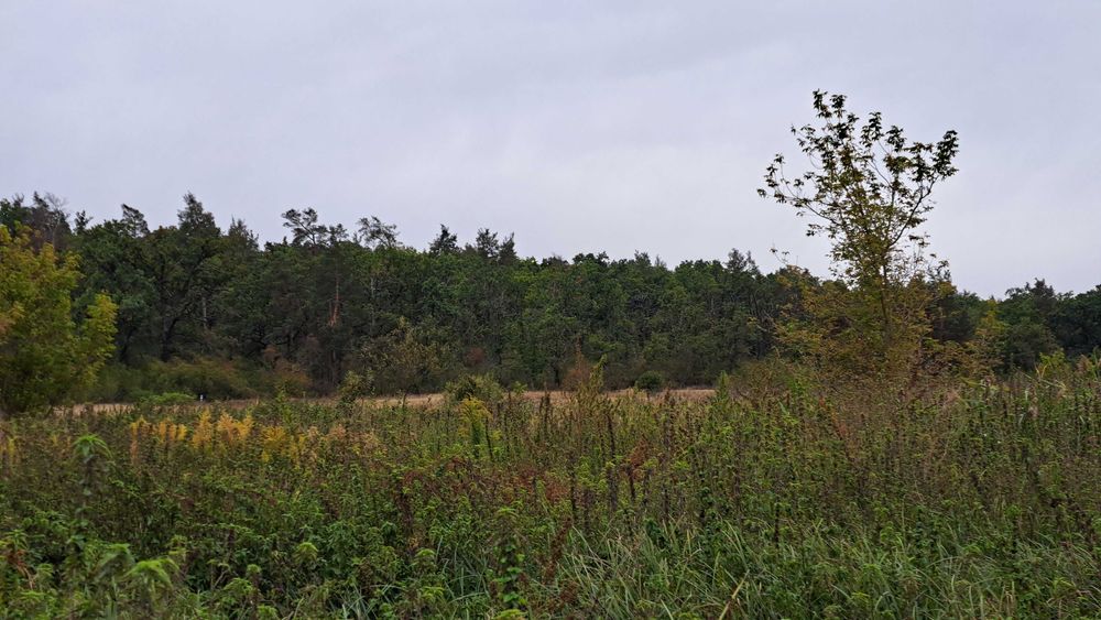Ділянка під дачу. На перспективу