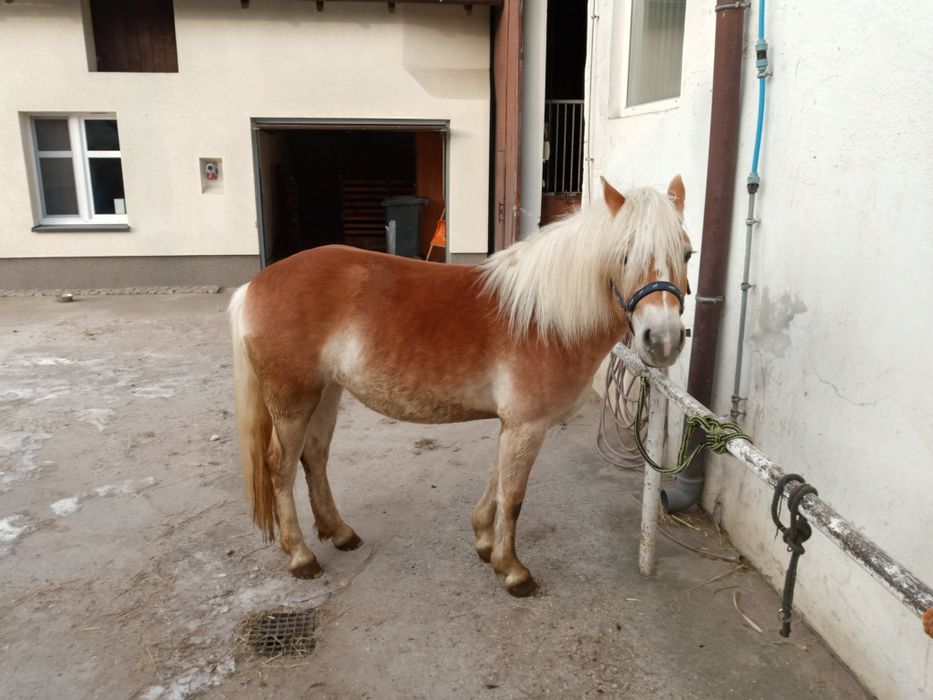 Klacz haflinger kuc kucyk