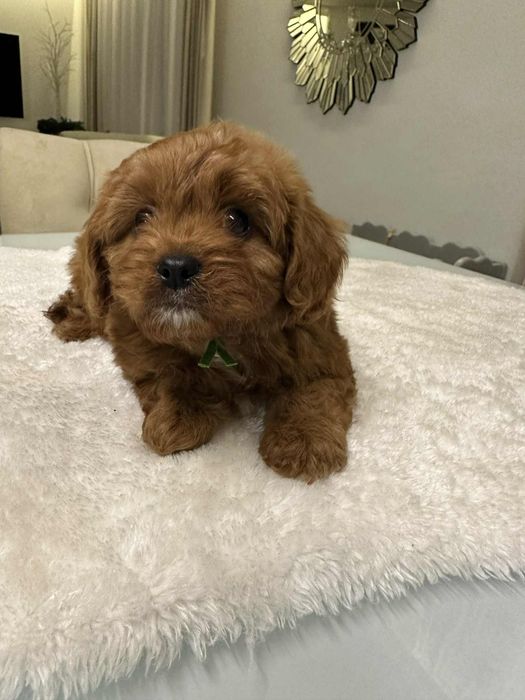 Cudowny chlopiec Cavapoo