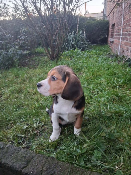 Beagle suczka szczeniak