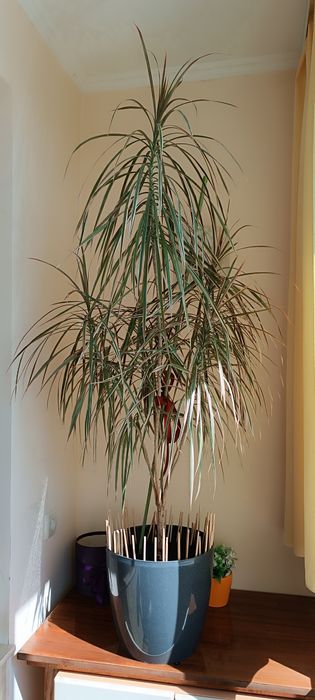 Продам пальму драцена