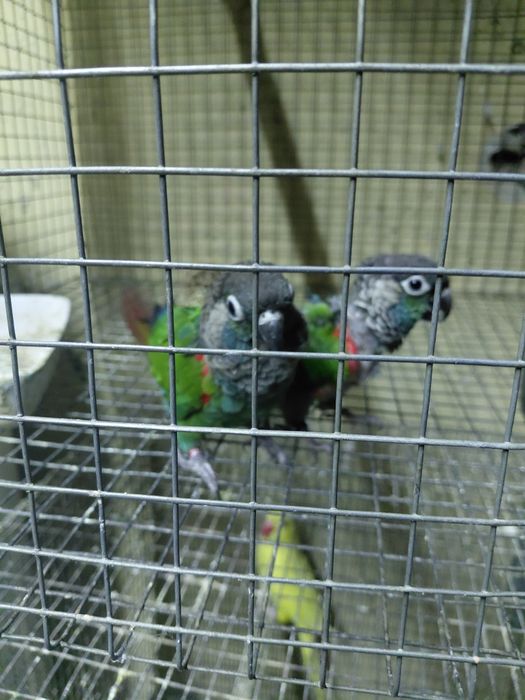 Casal de pyrrhuras lepidas