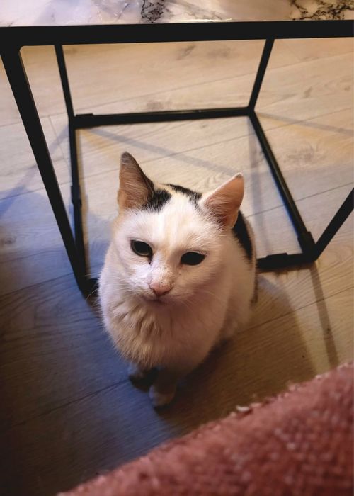 Starsza, spokojna kotka szuka swojego miejsca na ziemi!