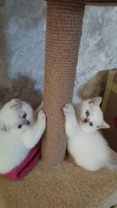 Шотландские котята
