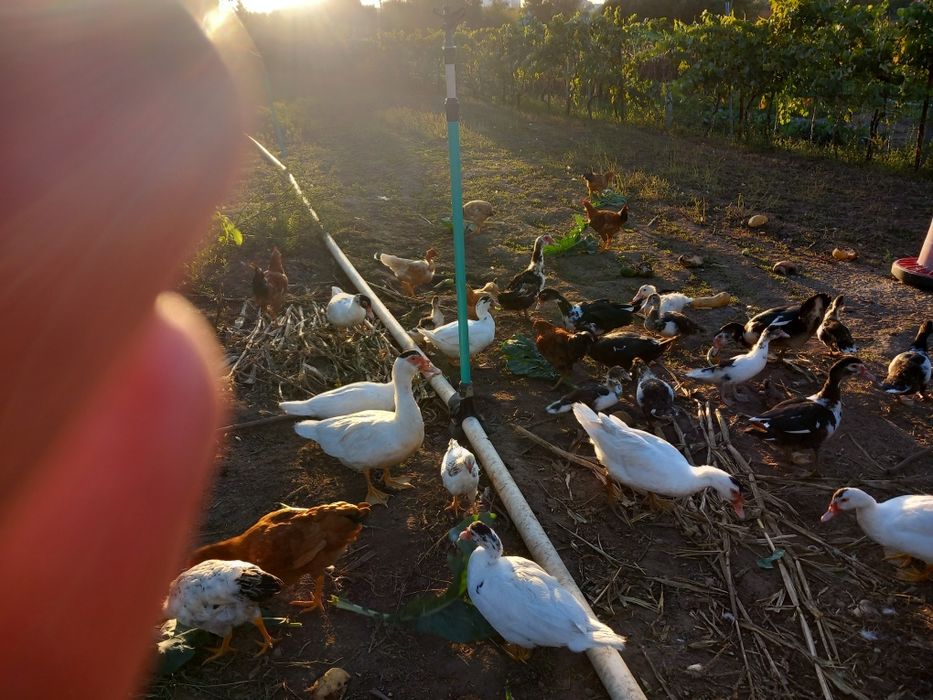 Patos mudos e frangos  caseiros