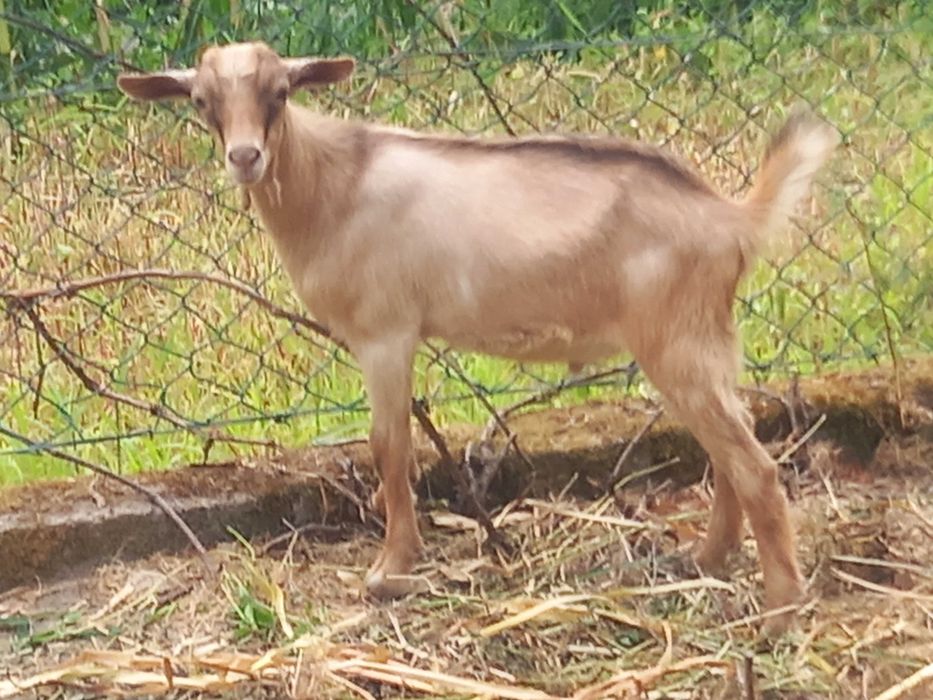 Cabrito macho 3 meses