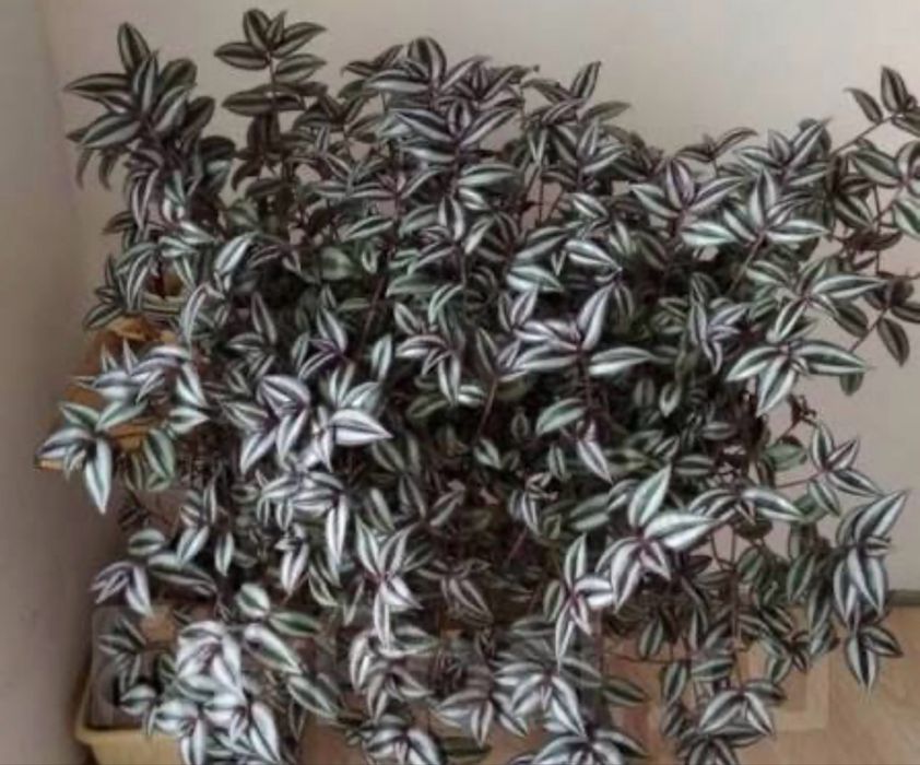 Традесканція Зебріна, 5 укоріненних зрізів