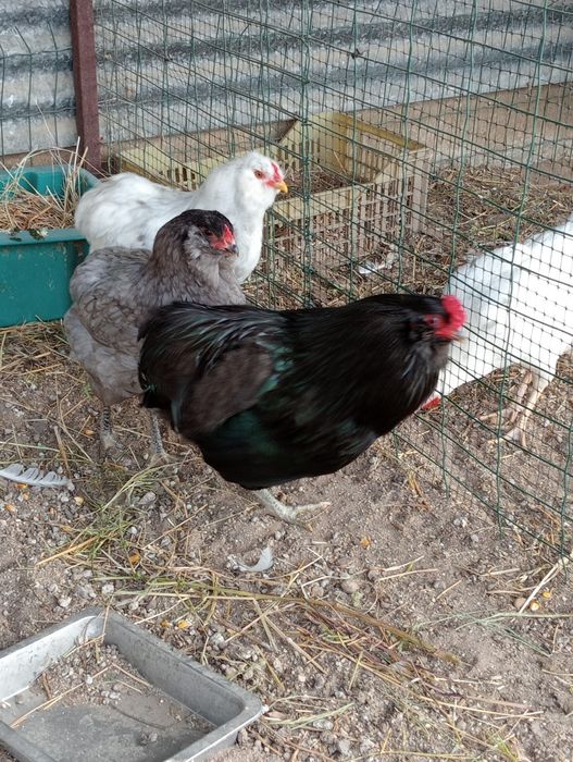 Ovos férteis de araucanas