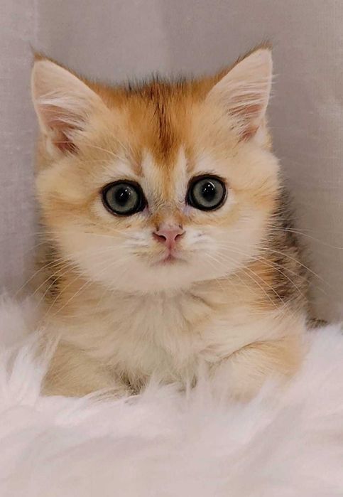 Macho British Golden Shorthair