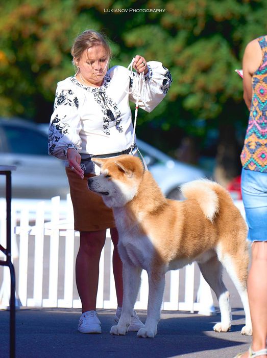 Акіта іну цуенята ,розплідник