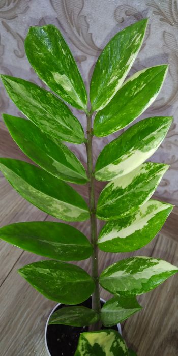 Варієгатний заміокулькас Шорт Лів