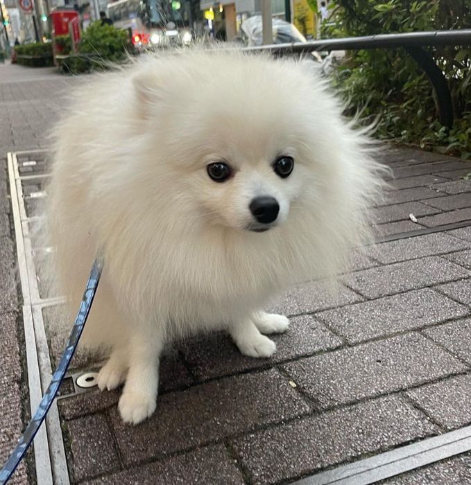 Продається хлопчик міні шпіців