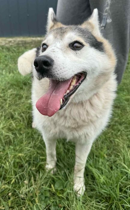 Oskar psiak do adopcji