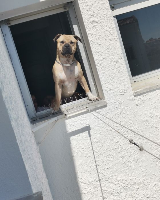 Cães para adoção