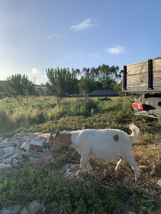 Vende se chibo Boer