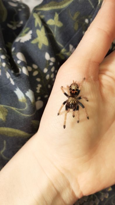 Zestaw Chromatopelma cyaneopubescens l3 +gotowy pojemnik i karaczany