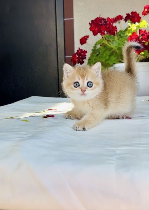 Котятка 1,5 міс.золота шиншилка