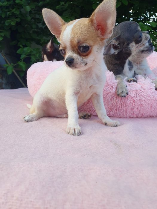 Мальчик чихуахуа гладкошерстный