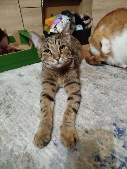 Eddie – profesjonalny pogromca wędek i kulek szuka domu!