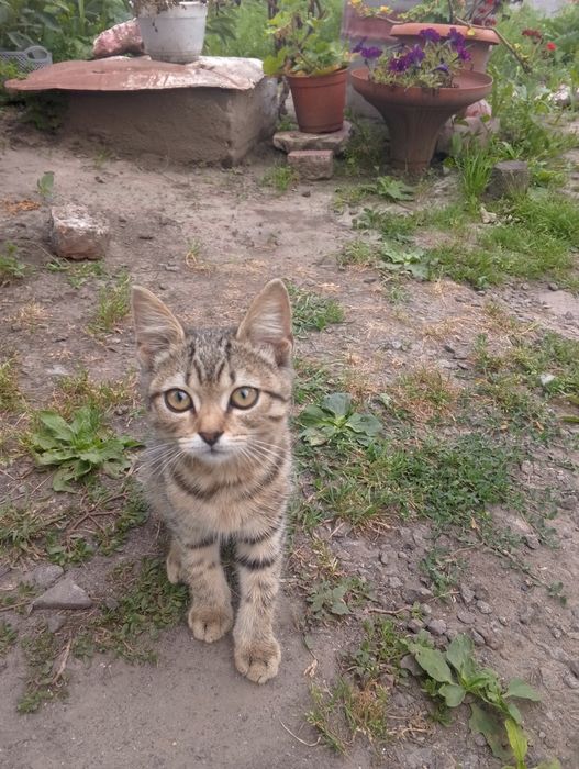 Віддам кошеня,кішечка в добрі руки